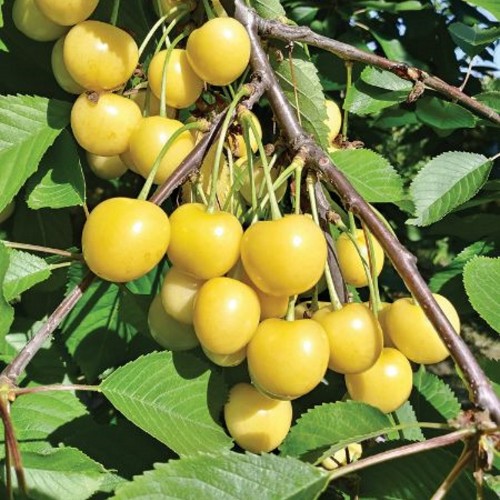 Prunus avium 'Paula' - Magus kirsipuu 'Paula'